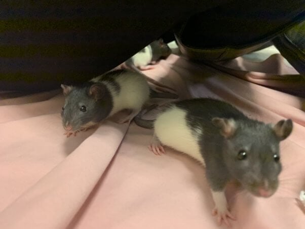 these rescued rat sisters are living the good life