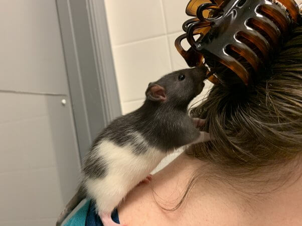 these rescued rat sisters are thriving in their new home