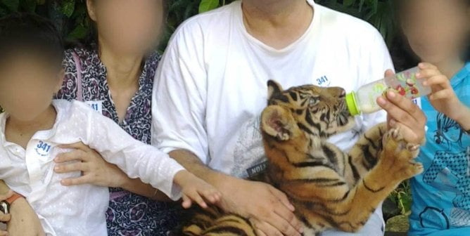 tiger cub petting