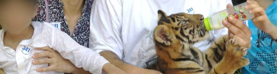 tiger cub petting