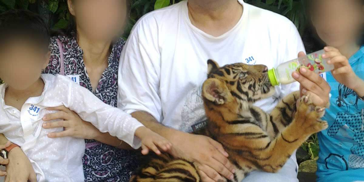 tiger cub petting