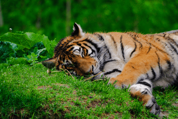 Tiger laying in grass