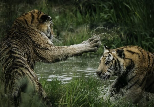 Fact: tigers play in water