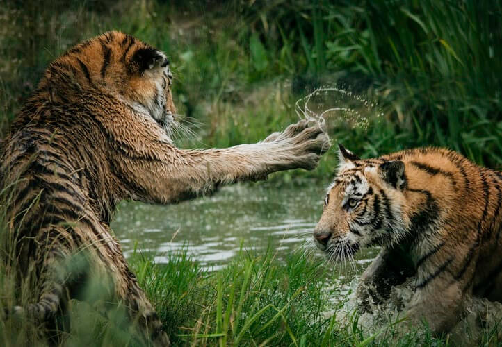 Siberian Tiger, Animal Database