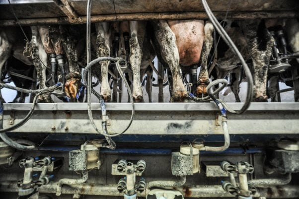 Cows attached to milking machine