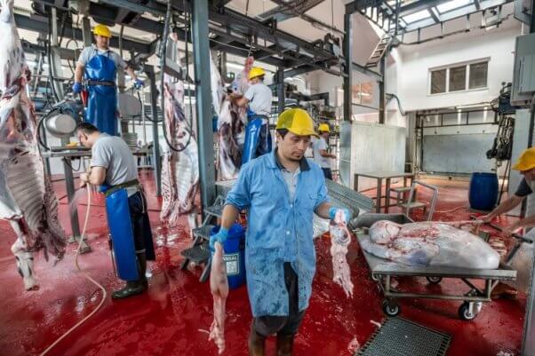 Sad worker in slaughterhouse surrounded by bodies