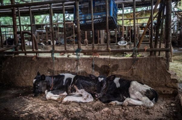 Calves tethered at dairy farm