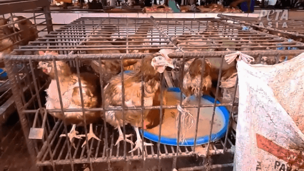 Chickens crammed in cage at Asian wet market