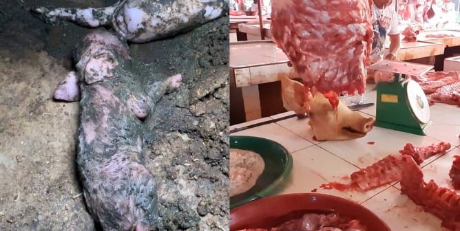 wet markets vs. factory farms