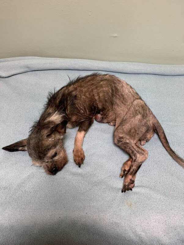 An elderly, emaciated Chihuahua named Yodi was brought to PETA for end-of-life help after her guardian passed away