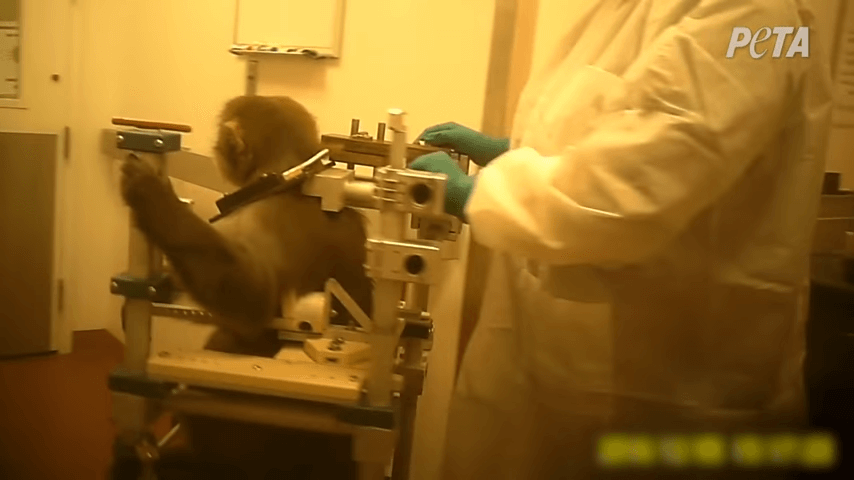 10 things wrong with elisabeth murray fright experiments on monkeys