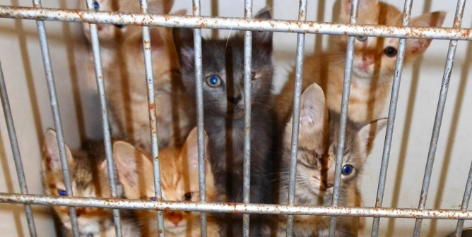 Dogs and Cats Starved and Abused at ‘Rescues’—Why Does This Keep Happening?