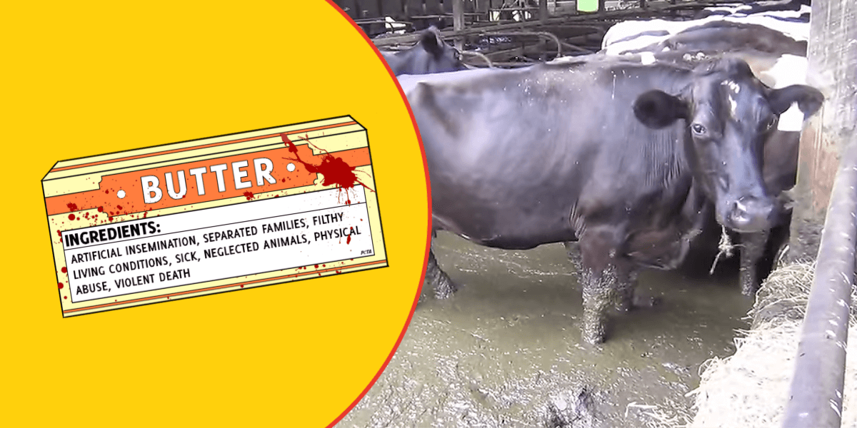 How Butter Is Made and What Butter Labels Don't Reveal PETA