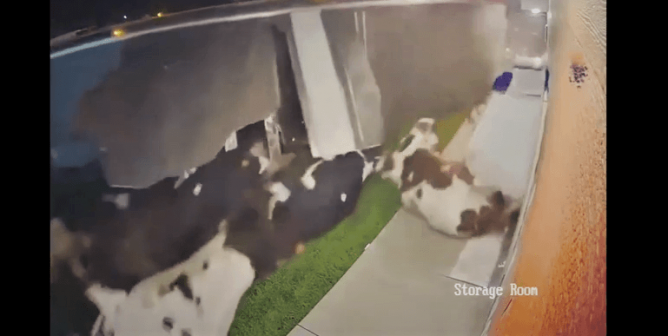 Truck Crash Killing Cows