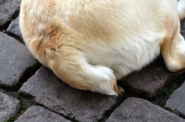 White and brown dog with docked tail sits on gray stone