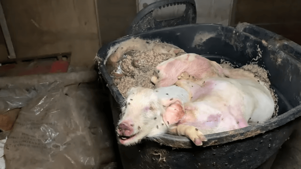 Hold JBS Accountable for Trampled Piglets, Mutilated Cows | PETA