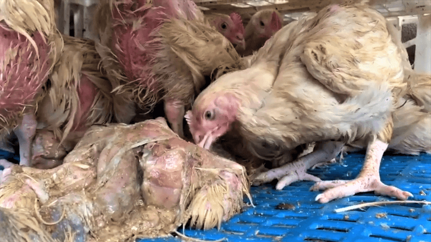 NYC live animal markets