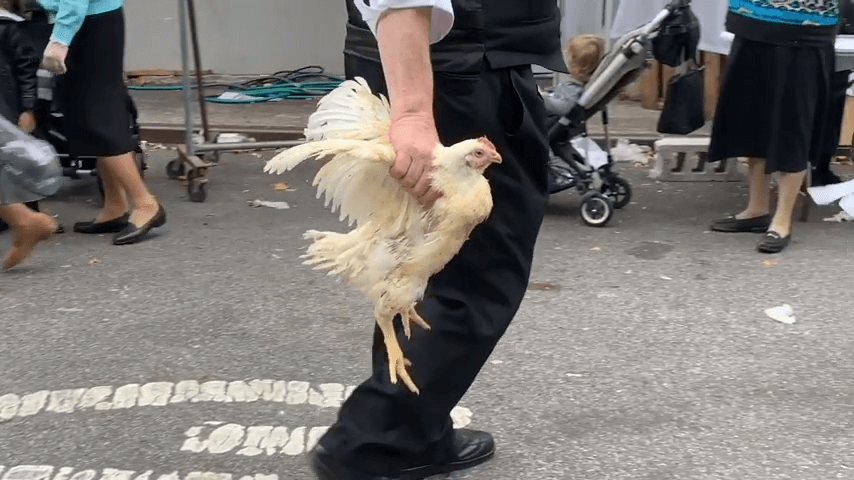 NYC live animal markets