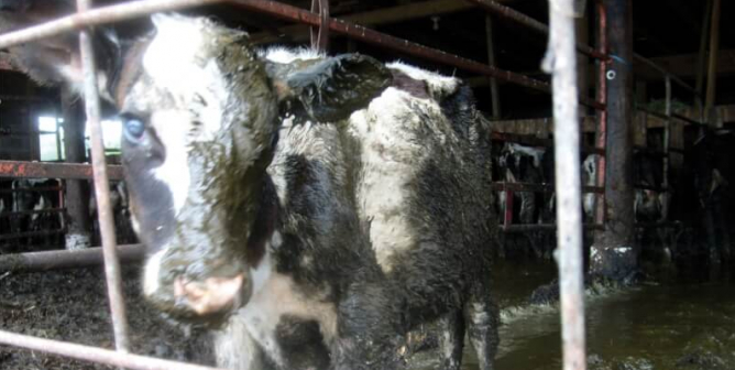 America: It’s Time to Move Away From Meat