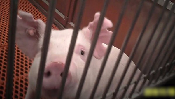 Tell OHSU to Stop Using Live Pigs for OB/GYN Surgery Practice