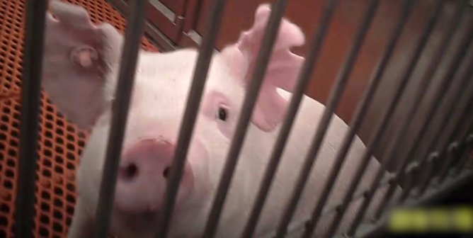 Tell OHSU to Stop Using Live Pigs for OB/GYN Surgery Practice