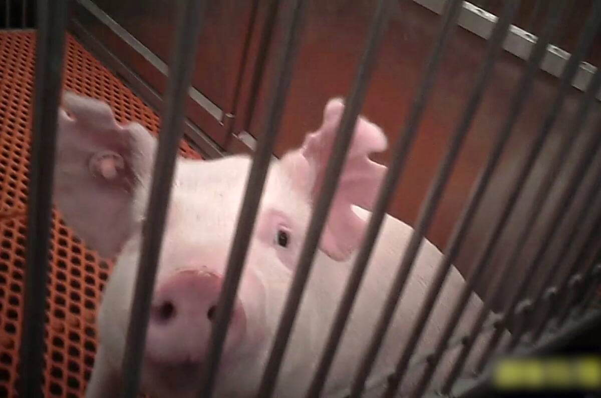 Is Xenotransplantation Bad? Why Pigs Aren't Spare Parts | PETA