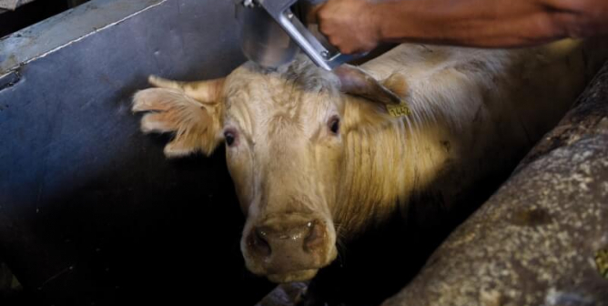 It’s Time to Stop Killing Animals for Food