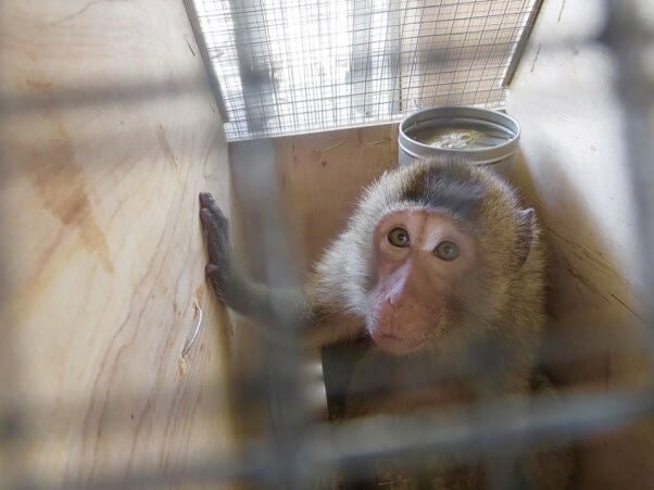 Tell Conquest Air Cargo to Stop Sending Monkeys to Laboratories