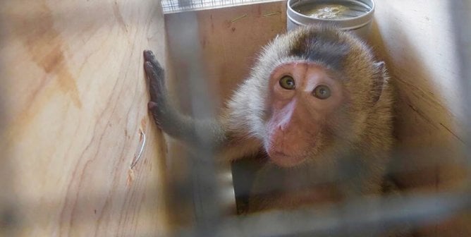 PETA Uncovers Beagle Abuser Illegally Imported 1,000+ Monkeys on Unlicensed Airlines
