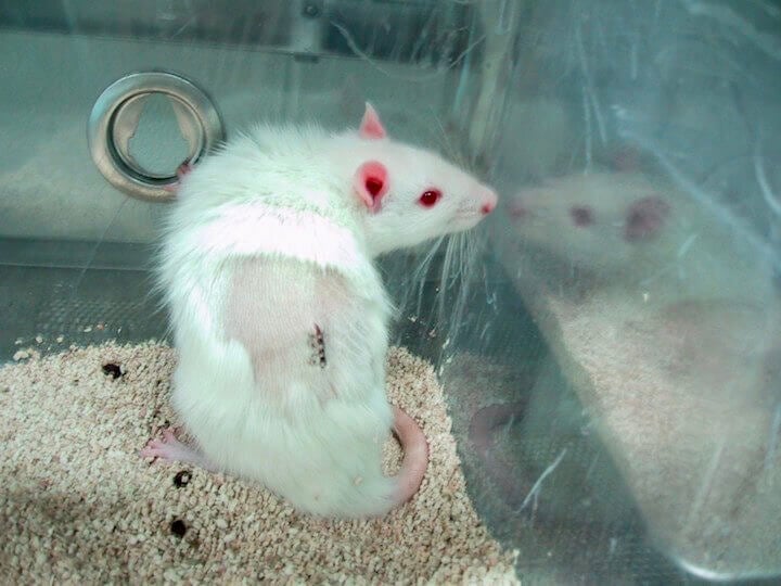 A sad white rat who has an incision on his or her back, sitting in a laboratory cage