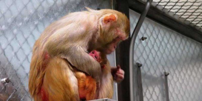 curiosity-driven experiments