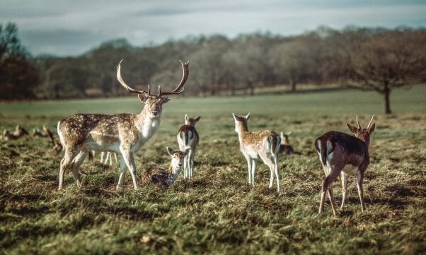 A herd of deer in a field