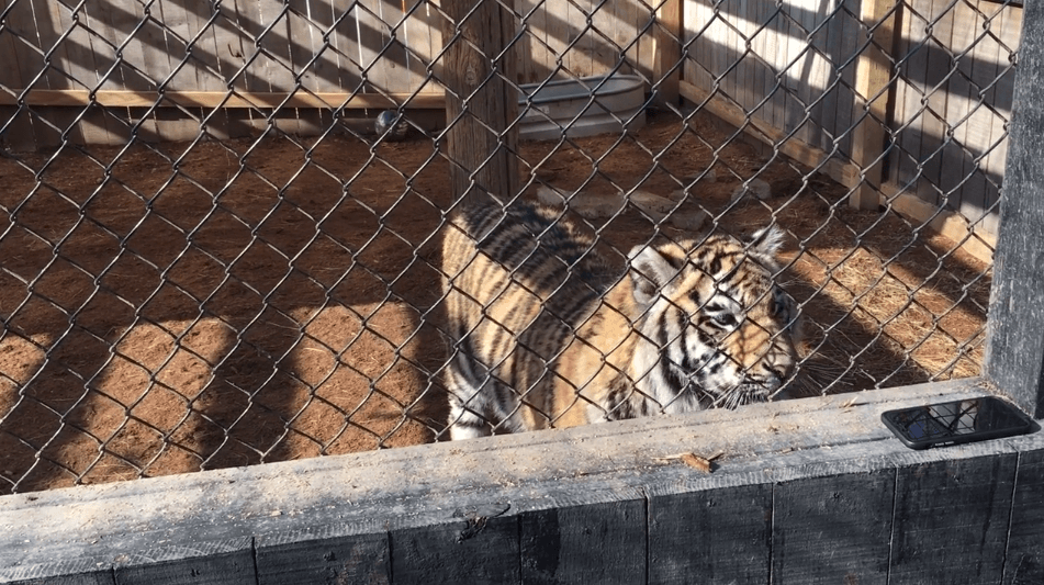 Lily, a tiger, at roadside zoo Walnut Prairie Wildside