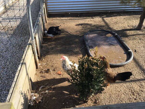 algae-covered duck and chicken pool at roadside zoo Walnut Prairie Wildside