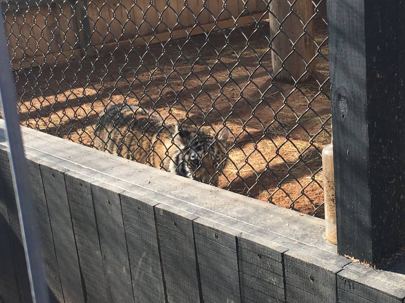 Tiger, a tiger, at roadside zoo Walnut Prairie Wildside