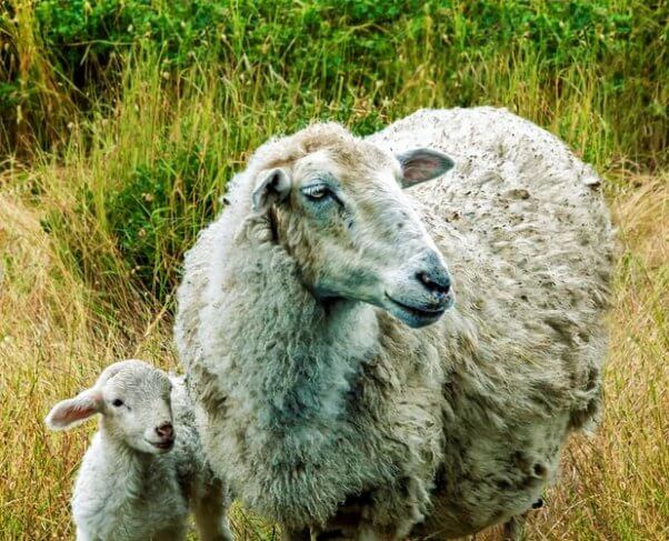 Adult and baby sheep in field