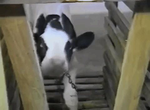 Calf in stall