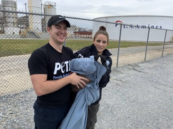 CAP rescues an injured but mobile goose