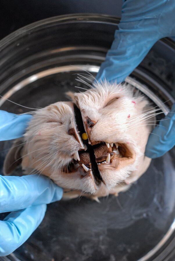 Disecados gato en una escuela de veterinaria. Canadá, 2007.