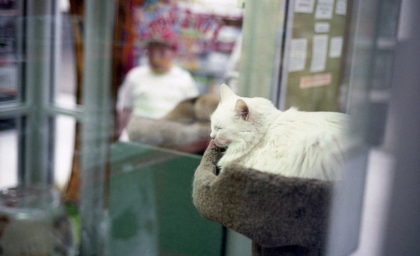 ear mite treatment petsmart