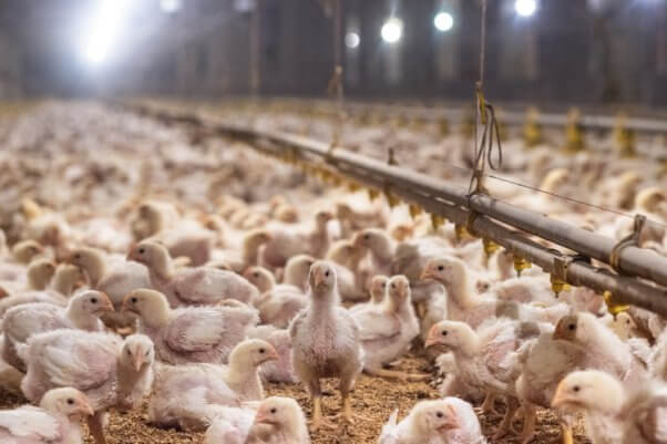 chickens crammed in small building