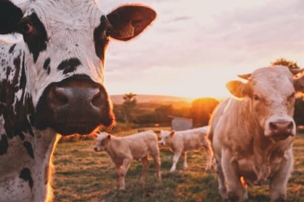 Kroger vegan cheese saves cows 