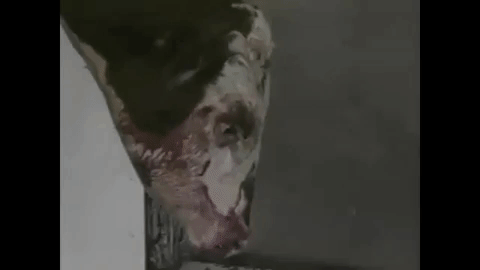 Cow in slaughterhouse