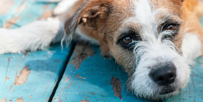 BREAKING: 21 North Carolina PetSmart Stores Told to Shape Up