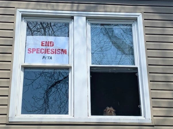 End Speciesism Poster