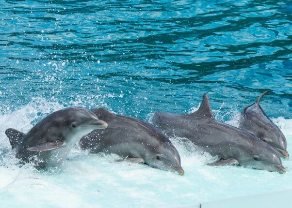 Four gray dolphins in a wave