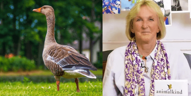 Animalkind and Goose