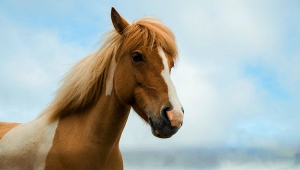 Brown and white horse with blue sky background