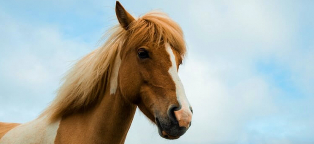 Brown and white horse with blue sky background