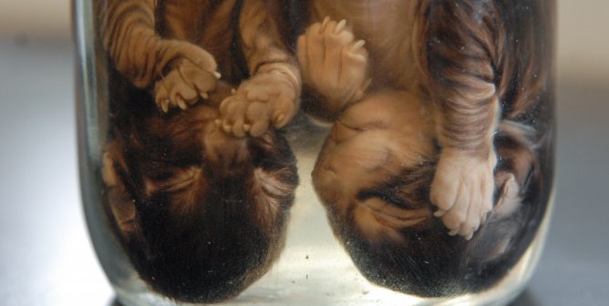 Kittens at a veterinary school. Canada, 2007.